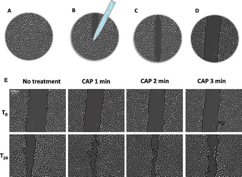 Scratch/Wound Healing Assay 